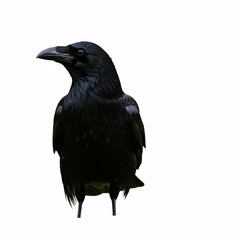 Fototapeta premium A large, black raven with a wide open beak, standing on a white background