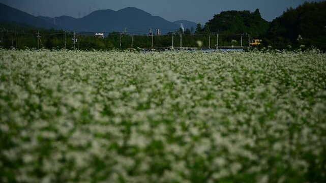 蕎麦の花咲く秋のいなべを走る普通列車 （三岐鉄道 三岐線 丹生川 - 伊勢治田, 2024年10月）