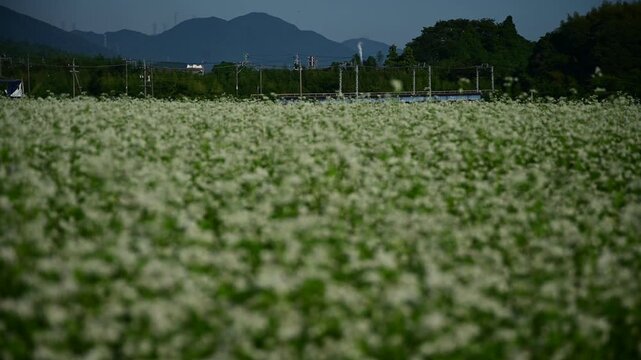 蕎麦の花咲く秋のいなべを走る普通列車 （三岐鉄道 三岐線 丹生川 - 伊勢治田, 2024年10月）
