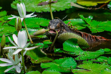 Iguanas en su hábitat.