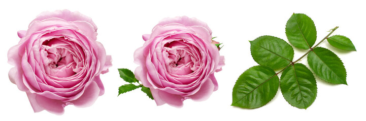 Collection of pink rose elements. Flower, leaf and branch isolated on a white background. Creative composition flora. Top view, flat lay