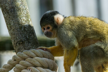 A curious squirrel monkey pauses on a rope-wrapped post, its hand gently touching the textured...
