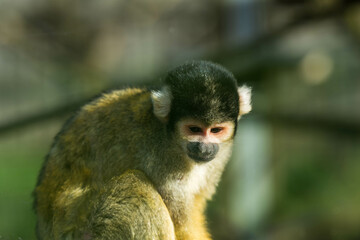 A close-up portrait of a squirrel monkey. The monkey looks pensively downward with soft, natural light illuminating its expressive features and colorful fur. 