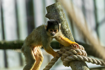 Playful monkey scaling a wooden structure; the blurred background draws attention to its yellow limbs and greenish-brown body. Urban wildlife scene with clear focus on the monkey.