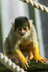 Obraz premium A common squirrel monkey (Saimiri sciureus) with its characteristic black 