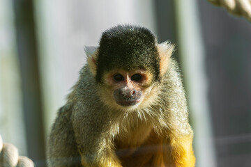 Obraz premium A close-up portrait of a squirrel monkey, showing its expressive face and captivating gaze. Its fur is a mix of yellow, green, and black, and it appears to be perched on a rope or branch.