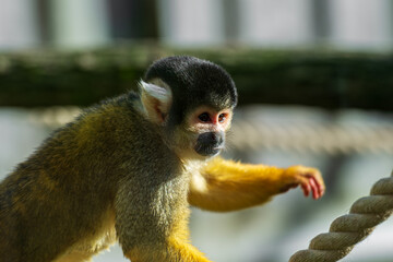 A small, agile monkey with a distinctive black cap, white ear tufts, and a golden body. Commonly called a squirrel monkey, it's known for its playful nature and arboreal lifestyle.