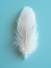 One feather on a light blue background, fine detail, high-resolution close-up, natural light
