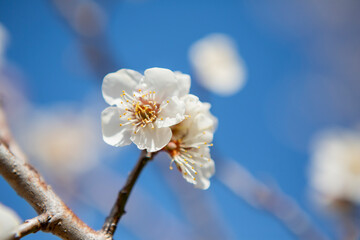 青空と白い梅の花
