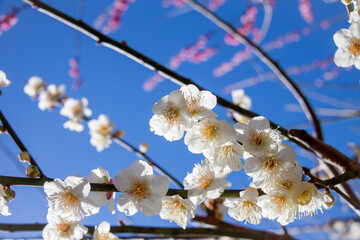 青空と白い梅の花
