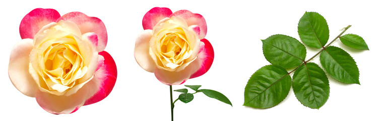 Collection of pink rose elements. Flower, leaf and branch isolated on a white background. Creative composition flora. Top view, flat lay