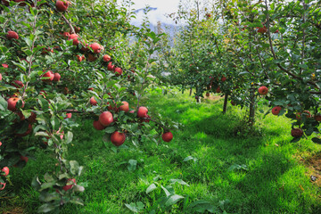 Red apples grow on tree in garden