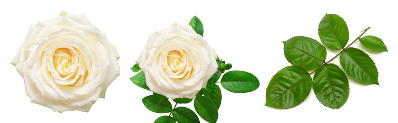 Collection of white rose elements. Flower, leaf and branch isolated on a white background. Creative composition flora. Top view, flat lay