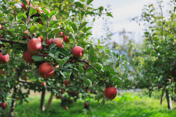 Obraz premium Red apples grow on tree in sunshine