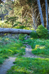 A fallen tree blocks a peaceful forest trail at Mount Victoria, Wellington, New Zealand
