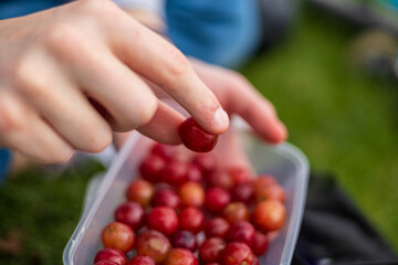 Hand Picking Single Grape from Fresh Bunch Outdoo