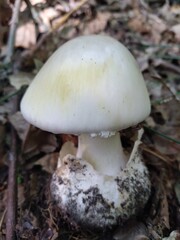 pale toadstool
