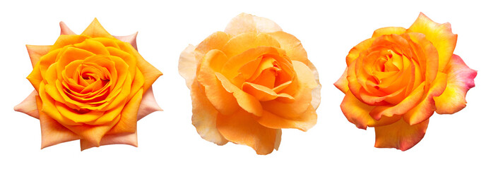 Set flower orange rose isolated on white background. Creative composition flora. Top view, flat lay