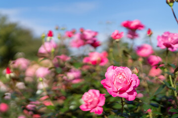 秋バラ　恋結びと青空