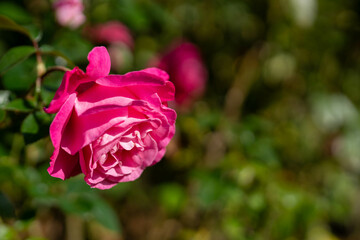 秋バラ　恋結びと青空