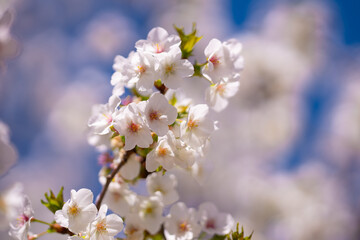Close-up of white blossom tree flowers from a pear tree in spring. White blossom trees, nature springtime. Abstract spring seasonal background with white flowers. Easter background with copy space.