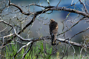 Northern Harrier Hawk perched in dead Arbutus tree Cowichan Bay