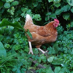 Chicken in the green