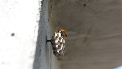 Concrete Wasp