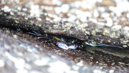 Crab hiding