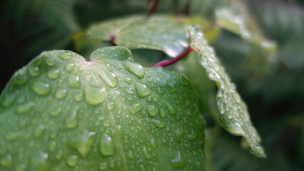 Kawakawa