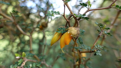 Kowhai