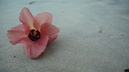 flower on sandy beach