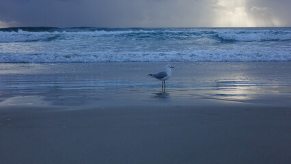 seagulls on the beach