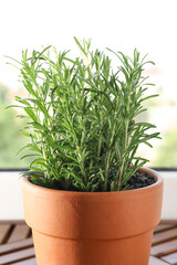 Aromatic rosemary plant in pot on wooden table near window indoors, closeup