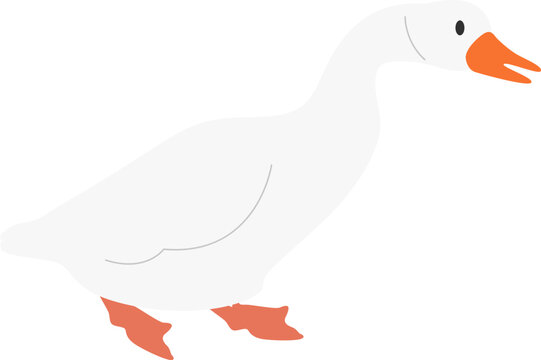 Farm goose