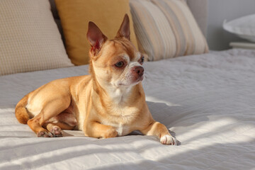 Cute Chihuahua dog on bed in room