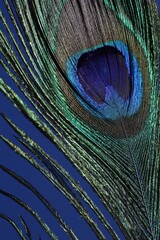 Obraz premium One beautiful peacock feather on blue background, closeup