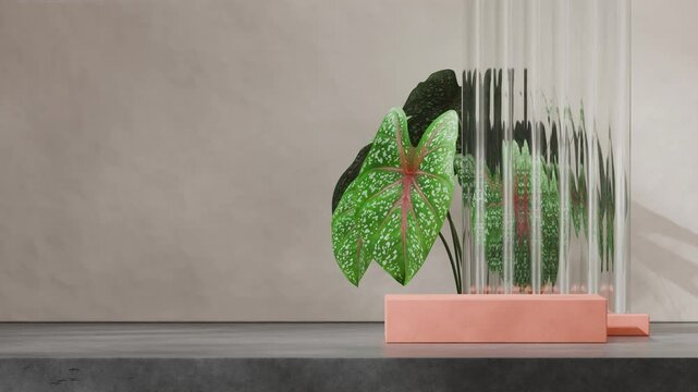 terracotta rectangle podium seamless loop shadow animation with concrete floor and caladium, 3d video rendering scene mockup