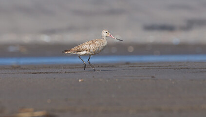 Bar-tailed Godwit seraching for food. Shorebird. Migration. Migratory birds.
