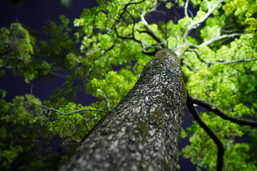 ライトアップされた夜の樹木