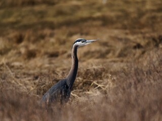 grey heron in the wild