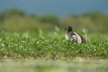 The Australian grebe or Tachybabtus novaehollandiae is water bird. This grebe was building a nest on the green water plants growing in the reservoir water. 