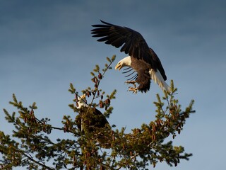 american bald eagle