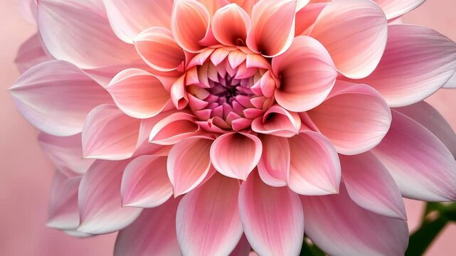 A close-up of a pink dahlia flower with its petals gently curled inward