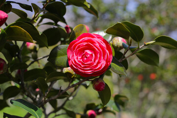 Beautiful camellia flower on tree. The Expo 70 Commemorative Park, Osaka, Japan