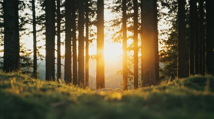 Obraz premium A serene forest scene at sunrise, featuring tall trees with golden sunlight filtering through, creating a peaceful and enchanting atmosphere.