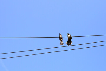 Two birds on wire cable with blue sky