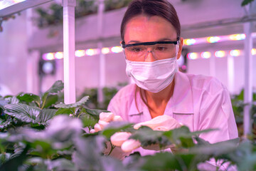 A scientist inspects plants on multi level indoor shelves under pink grow lights, focusing on...