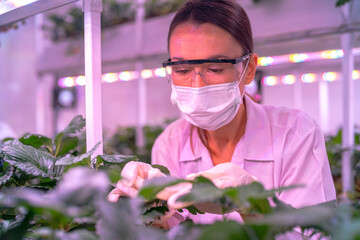 A scientist inspects plants on multi level indoor shelves under pink grow lights, focusing on...