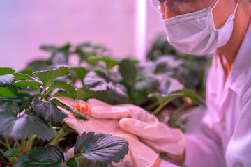 A scientist inspects plants on multi level indoor shelves under pink grow lights, focusing on...